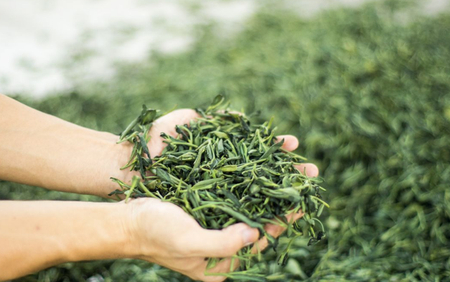 为何说秋茶好喝?