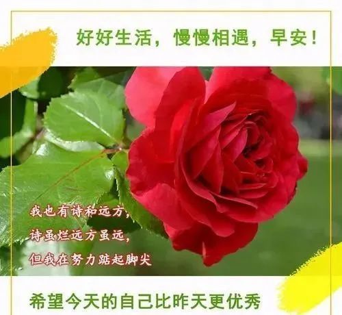 最新漂亮早上好圖片鮮花帶字帶祝福語 2021最美秋日早安問候祝福鮮花