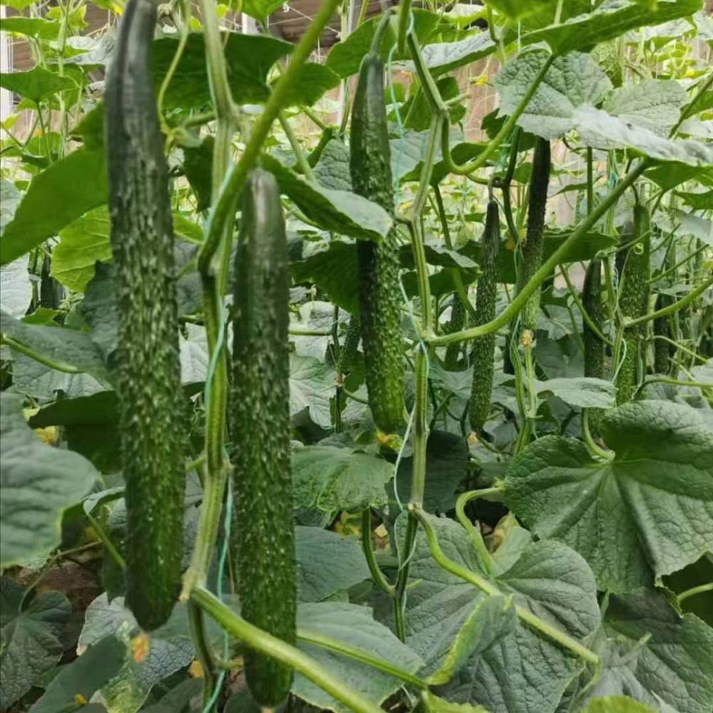 黄瓜种植时间和方法(北京黄瓜种植时间和方法) - 123植物网