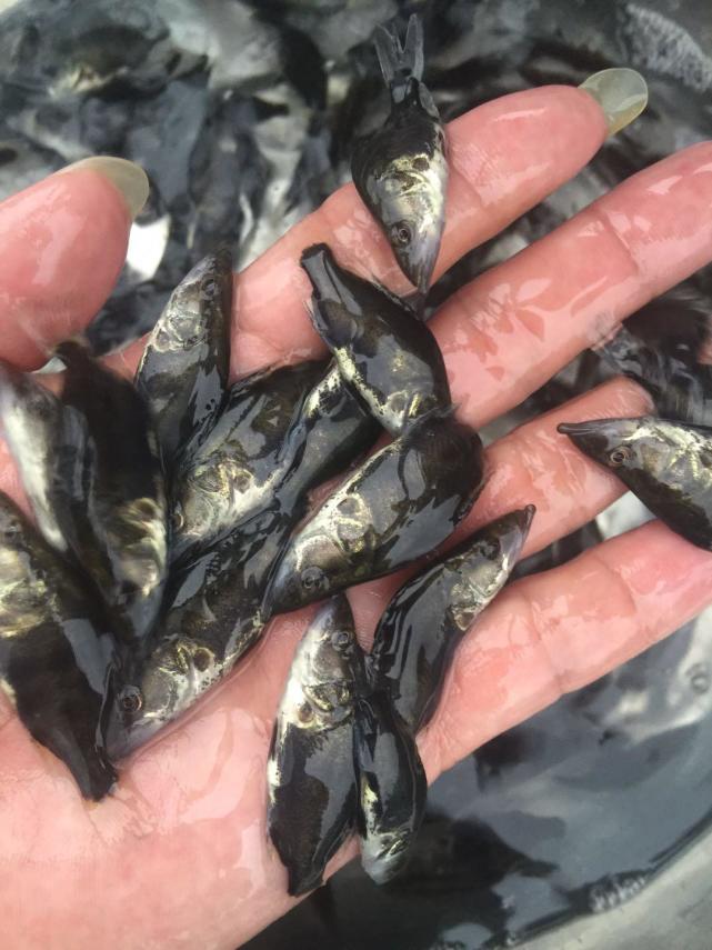 違法湖南長沙梅溪湖放生外來物種紅尾鯰以小魚為食容易生病