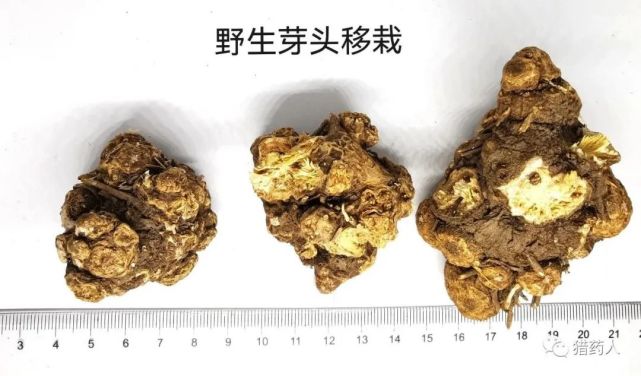 北苍术茅苍术和关苍术鉴别