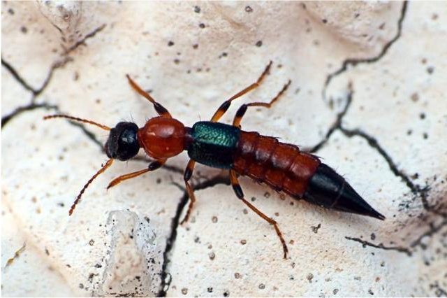 硫酸蚂蚁是怎样的一种生物该如何预防呢