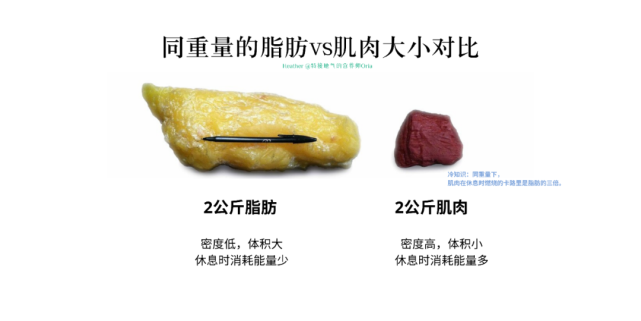 这个视觉变化也主要是因为拿同重量的脂肪和肌肉相比,脂肪体积要大