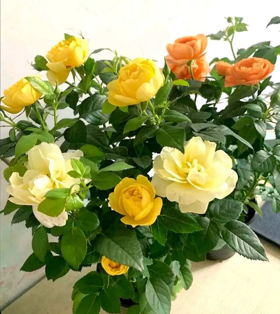 4种喜光花卉,越是多晒太阳,越是花繁叶茂,鲜艳貌美