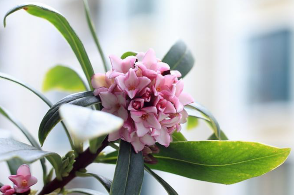 金边瑞香九月份养护做得好,花芽分化快,冬春花满枝【图文】金边瑞香