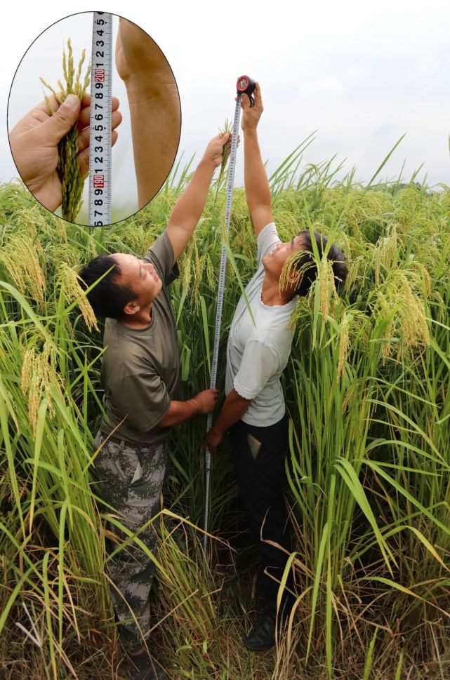 抚州首次试种2米高"巨型稻"喜获成功|农业专业合作社|水稻|稻田|巨型