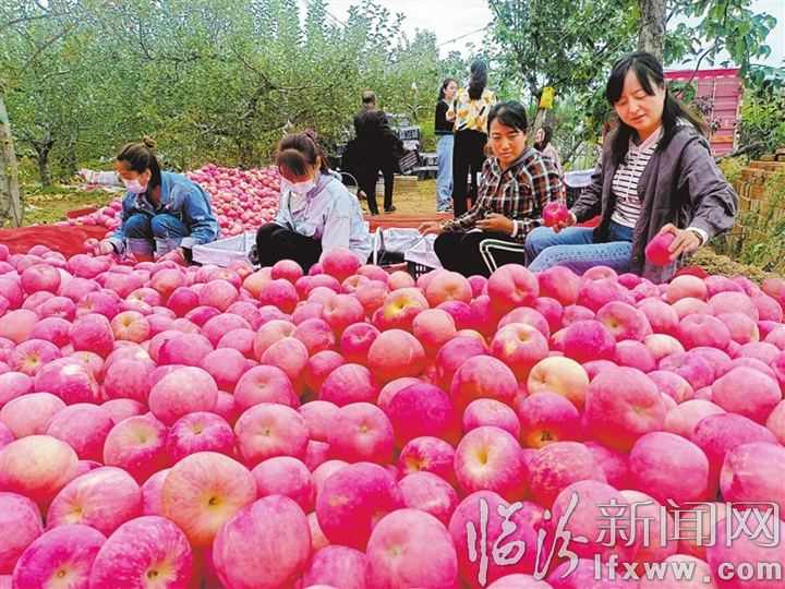 吉县苹果产业助农增收