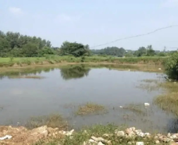 為什麼農村裡的魚塘寧願荒廢,也不願意去養魚呢?主要原因有幾點