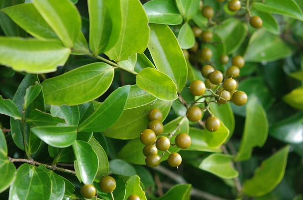 女子服用马钱子中毒死亡1克中毒7克致死哪些药含马钱子