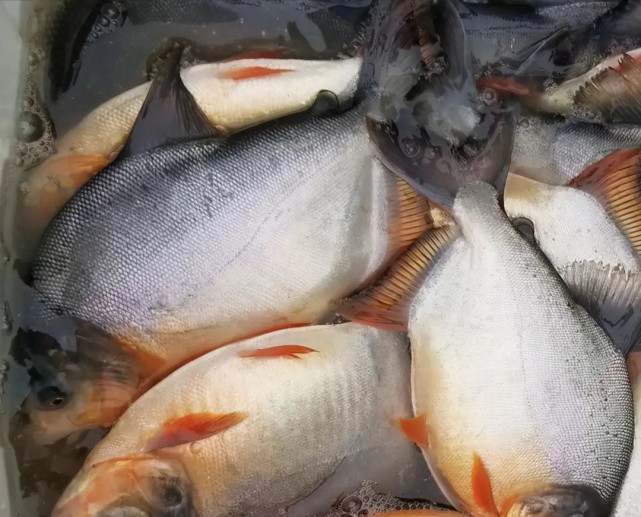 鲳鱼也属于淡水鱼类,却很少人愿意养殖它,到底是什么原因呢?