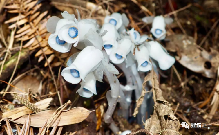 幽灵之花惊现广东竟靠蟑螂授粉不会光合作用怎么回事