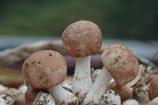 科:蘑菇科別名:巴西蘑菇,巴氏蘑菇,小松菇植物學名稱:agaricus blazei