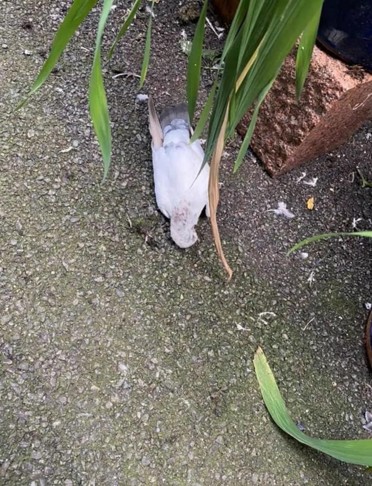 英国威尔士小镇不断出现死鸟至今没人知道是因为什么