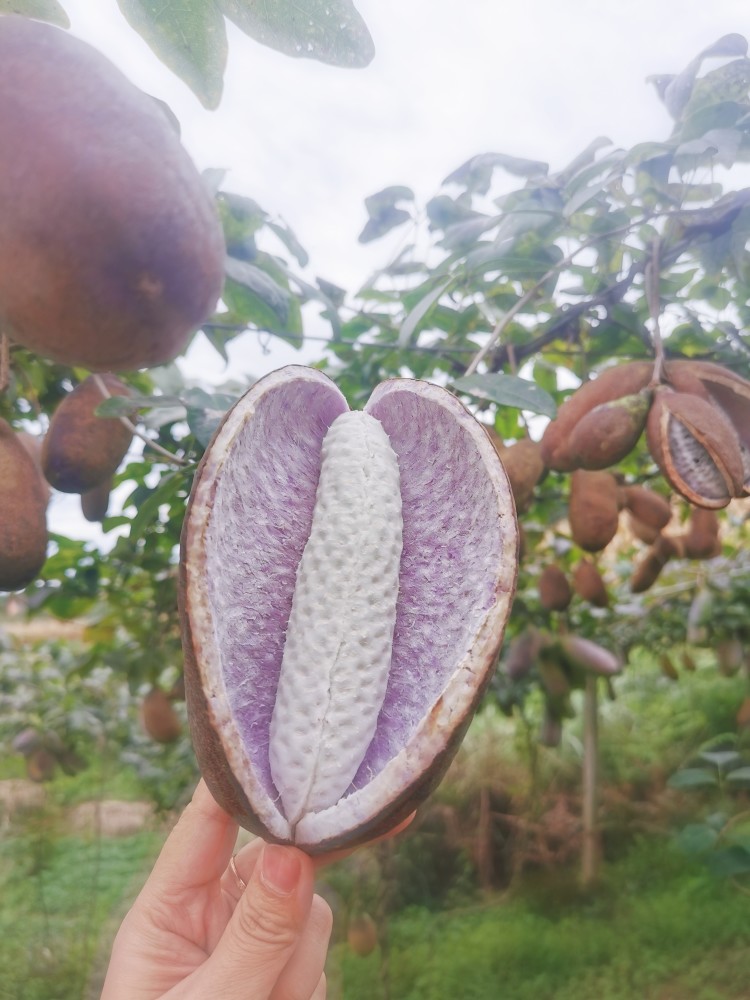 八月瓜"炸"出致富路!