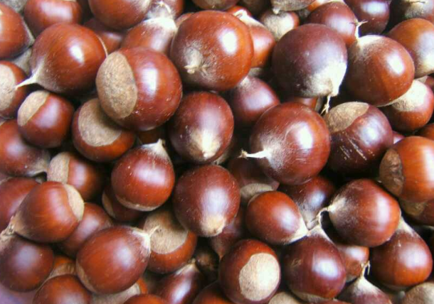 果壳有尖刺,古代是重要木本粮食,如今当坚果吃,比板栗要好吃