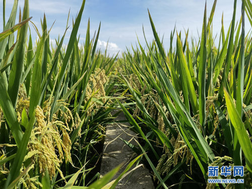袁隆平超级杂交水稻蒙自示范基地连续四年亩产超1100千克