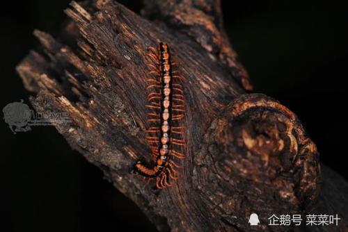 霍式不死虫解密鸡肉味嘎嘣脆这个庞然大物是只虫子