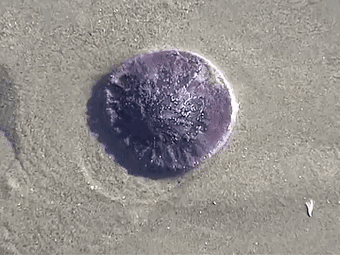 海胆近亲"沙币"被冲上美国沙滩,海胆高价卖,沙币为何没人要?