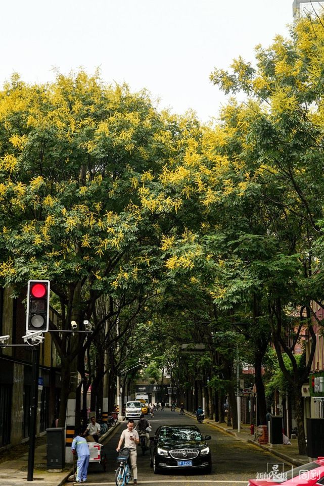 栾树的花是边开边落,细细碎碎的黄花黏在地面上,清扫起来有点麻烦.