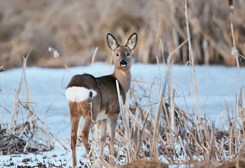 林草科普大兴安岭寻鸟兽没想象中简单