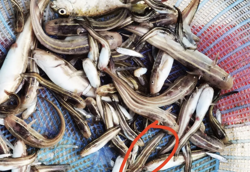 惊险出游(原创)作者:蓝月悠