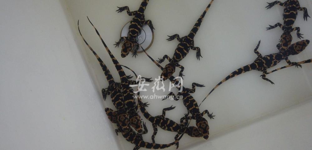 宣城1000多只扬子鳄宝宝即将全部出生记者实地探访它们的家