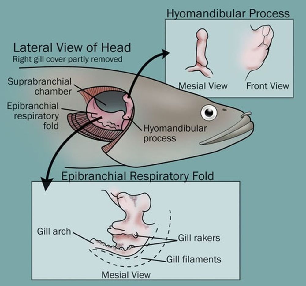 黑鱼(乌鳢),攀鲈,鲶鱼甚至斗鱼都有一种叫做鳃上器官的构造.