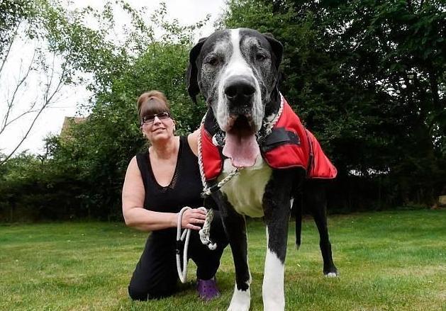 為何越來越多女生喜歡養大型犬?這些優點太吸引人了