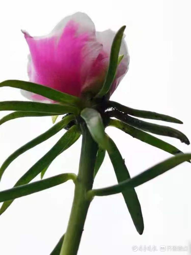 生命力极强的马菜开花不断