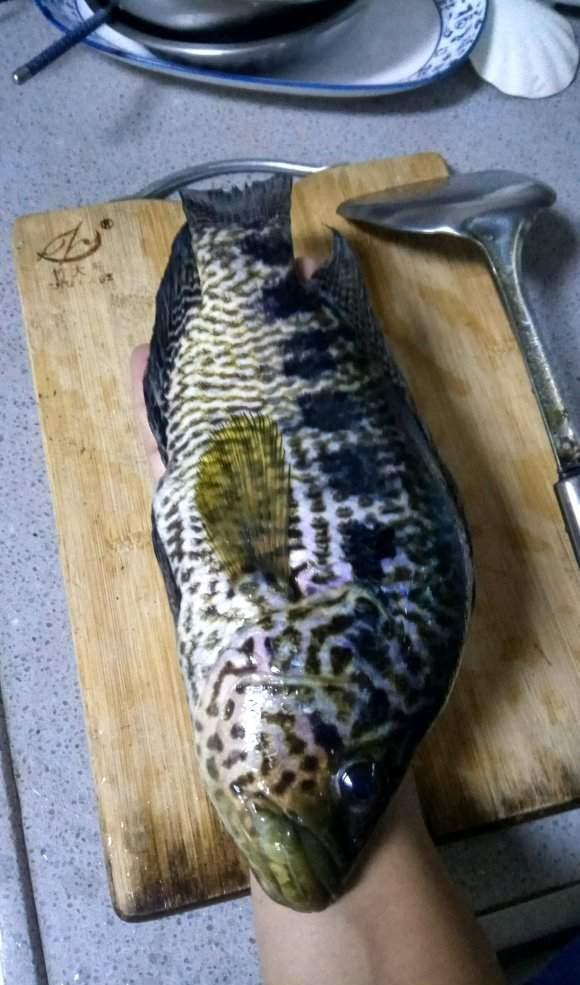 云南一河道出现许多黑斑怪鱼,钓鱼人:有点像鳜鱼,凶得很