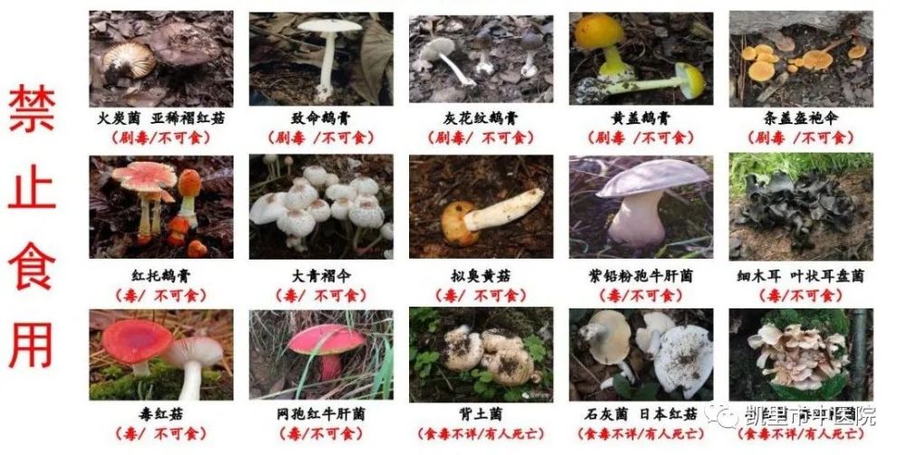 鹅膏菌,鹅膏菌中的大部分是有毒的,因此这一类蘑菇千万不能采食