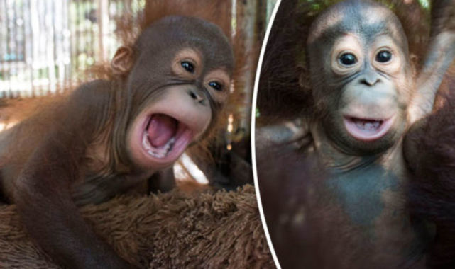 古时候难道不怕引来捕食者吗?|婴儿|宝宝