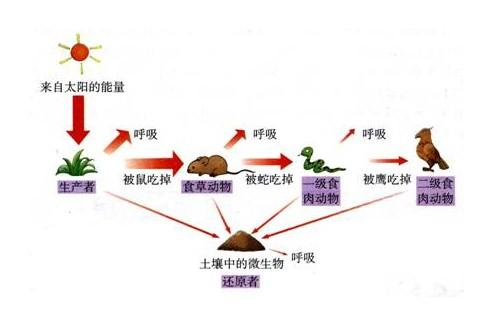 东北虎"完达山一号"溜达这么久,为啥还没建立领地?
