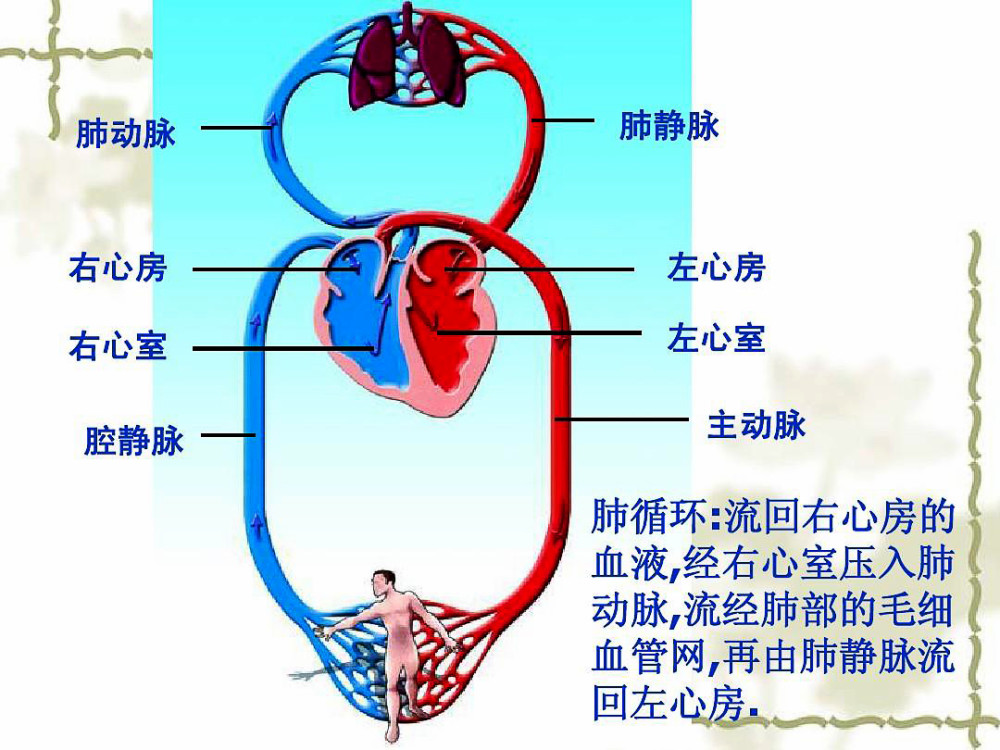 肺循环简单图片