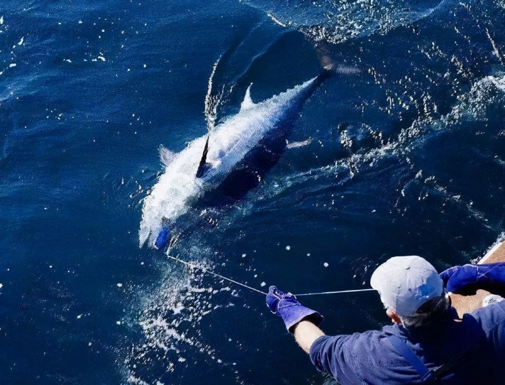 一條魚抵北京一套房還有人爭著買這就是日本金槍魚交易紀錄片