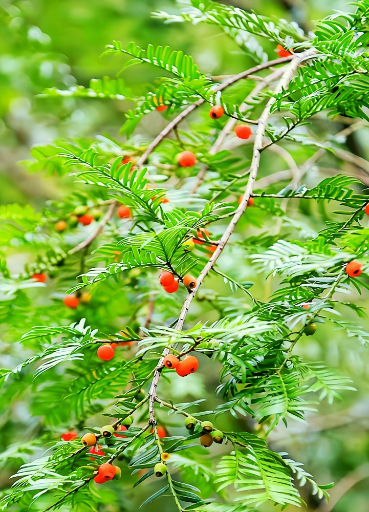 红豆杉图片(千年红豆杉图片)