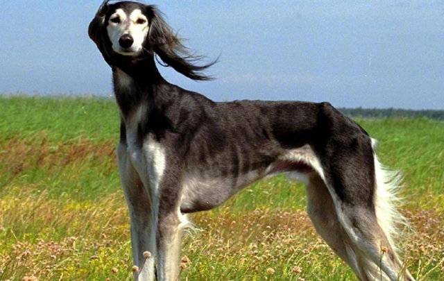 人们不愿意养"细犬",一般是这几个原因!