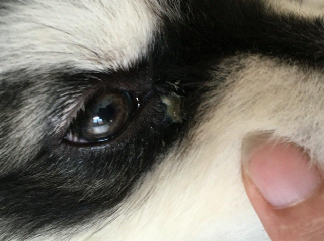 狗狗眼屎多如何解决这几招轻松帮你缓解