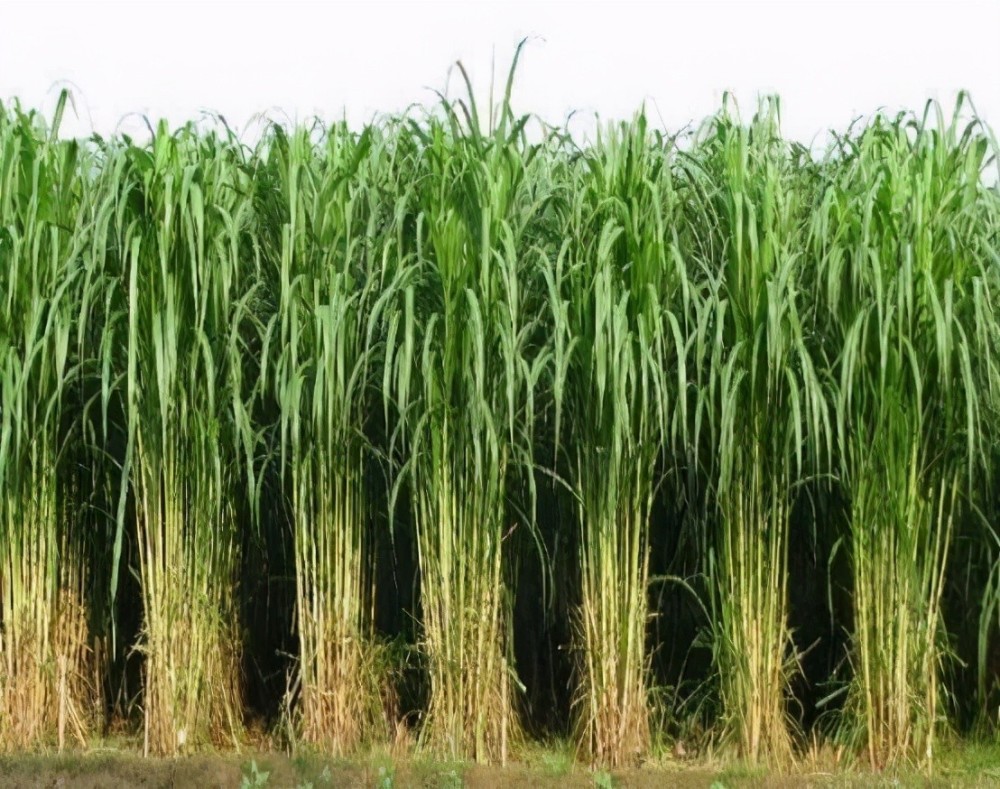 种植巨菌草真的能赚钱吗?