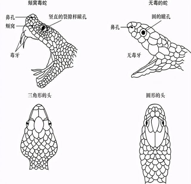 蛇身被煲湯後被斬首的蛇頭突然復活報仇老伯差點兒喪命