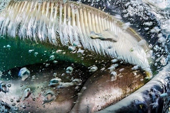 座头鲸属于须鲸,须鲸有一个特点,那就是没有成型的牙齿,它们的牙齿呈