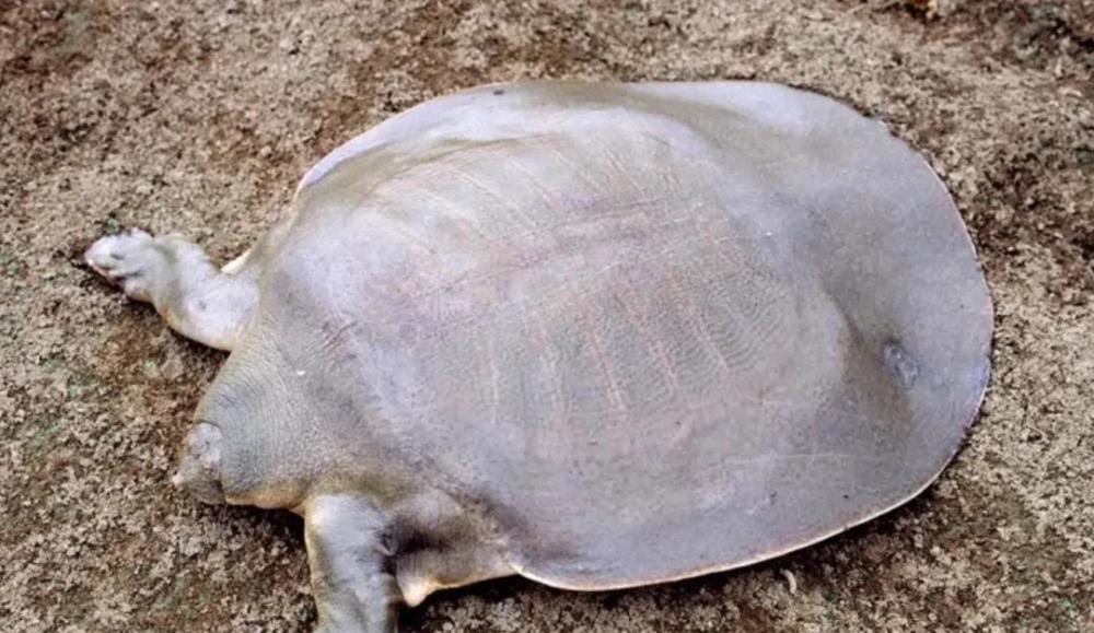 非常罕见!韩江发现水中大熊猫"鼋",钓友:以后钓鱼会注意保护