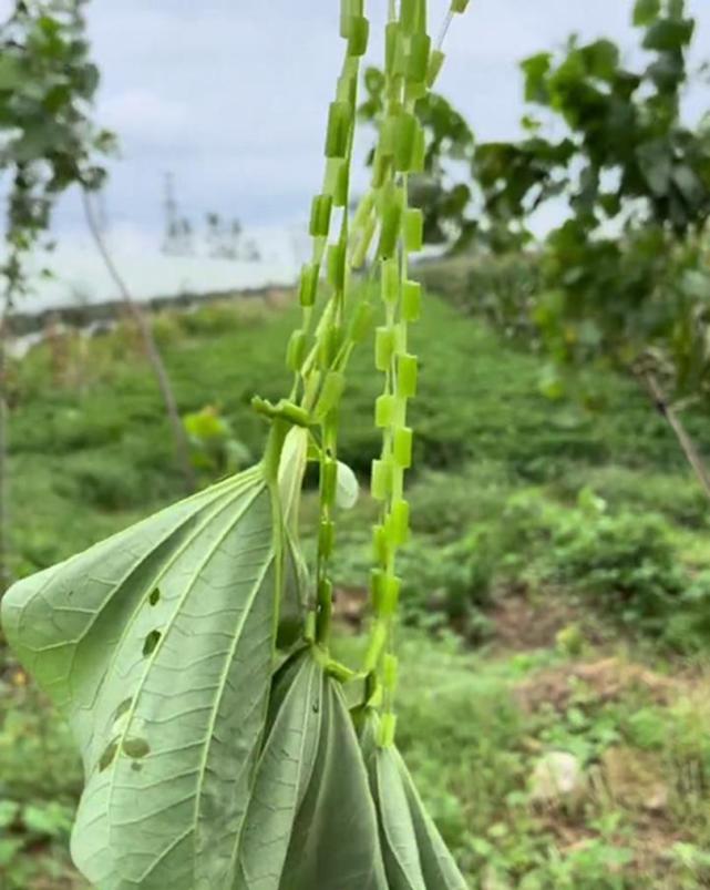 田靜帶著孩子去鄉間散心,用紅薯藤編織項鍊,滿滿都是童年的回憶