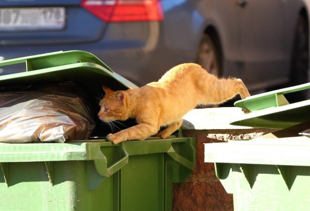 澳大利亚又一动物泛滥!发明自动杀猫机,希望能消灭200万只野猫