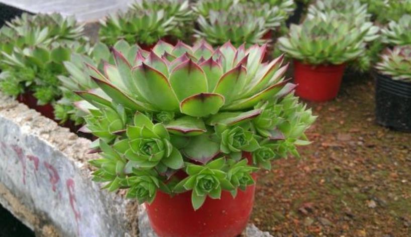 不是所有多肉都怕水,4种喜水多肉,一天一瓢水,越长越圆润