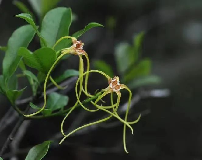 小心!深圳這些常見植物