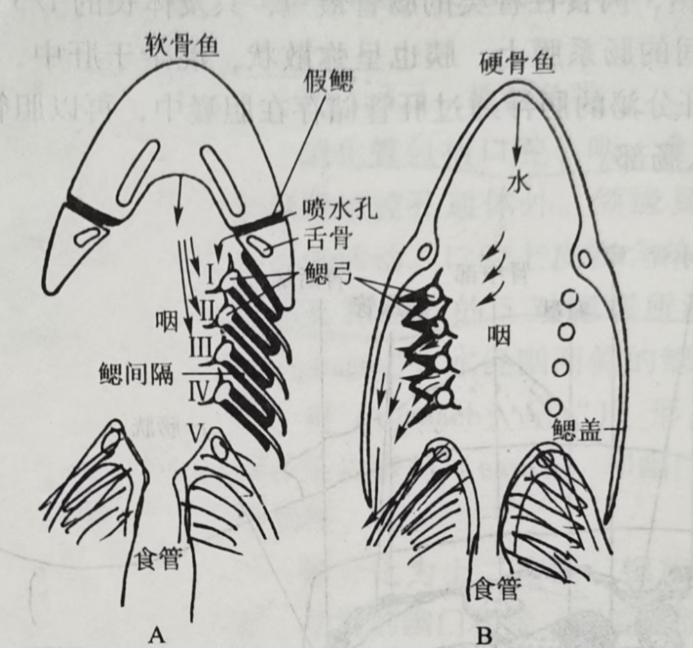 魚兒也會被水淹死 快給魚上氧氣瓶 中國熱點