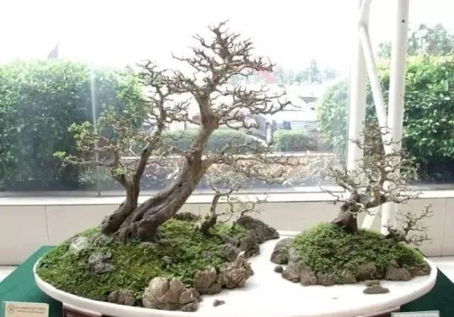 风骚数百年盆景时代的传奇太惊艳了