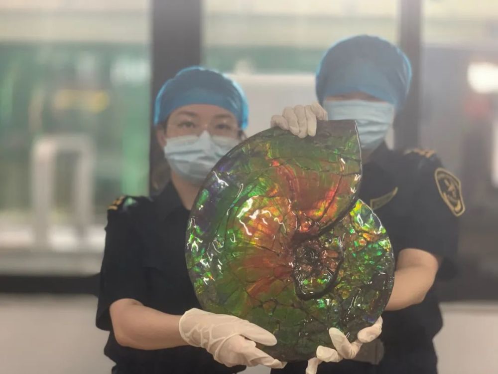 视频斑彩螺化石差点出境