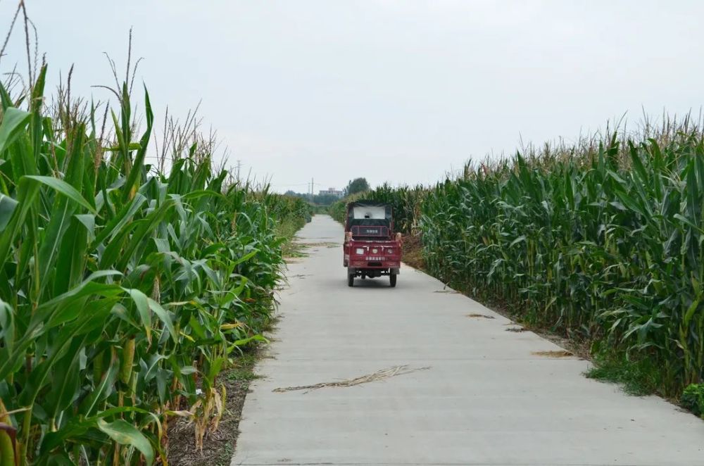 汝南每个村,已经开始!